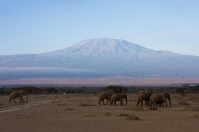 Elefanter foran Kilimanjaro